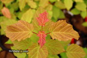 - Acer tataricum ‘GarAnn’ Hot Wings Tatarian Maple - Mr Maple │ Buy Japanese Maple Trees
