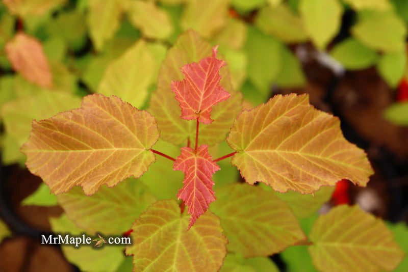 - Acer tataricum ‘GarAnn’ Hot Wings Tatarian Maple - Mr Maple │ Buy Japanese Maple Trees
