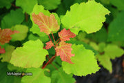 - Acer tataricum ‘GarAnn’ Hot Wings Tatarian Maple - Mr Maple │ Buy Japanese Maple Trees