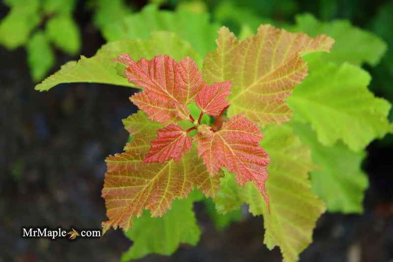 - Acer tataricum ‘GarAnn’ Hot Wings Tatarian Maple - Mr Maple │ Buy Japanese Maple Trees