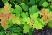 - Acer tataricum ‘GarAnn’ Hot Wings Tatarian Maple - Mr Maple │ Buy Japanese Maple Trees
