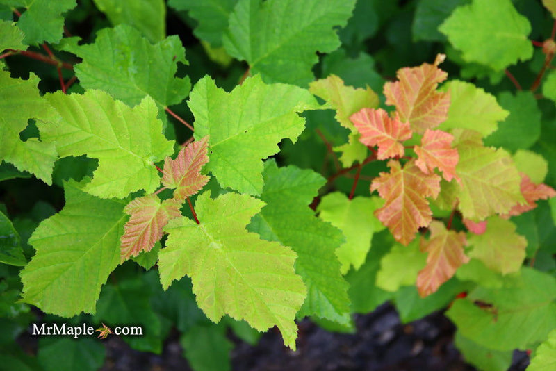 - Acer tataricum ‘GarAnn’ Hot Wings Tatarian Maple - Mr Maple │ Buy Japanese Maple Trees