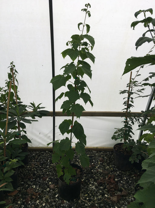 - Acer tegmentosum Manchurian Snakebark Japanese Maple - Mr Maple │ Buy Japanese Maple Trees