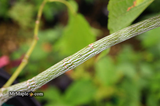 - Acer tegmentosum x 'Bump' Snakebark Japanese Maple - Mr Maple │ Buy Japanese Maple Trees