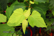 - Acer tegmentosum x 'Bump' Snakebark Japanese Maple - Mr Maple │ Buy Japanese Maple Trees