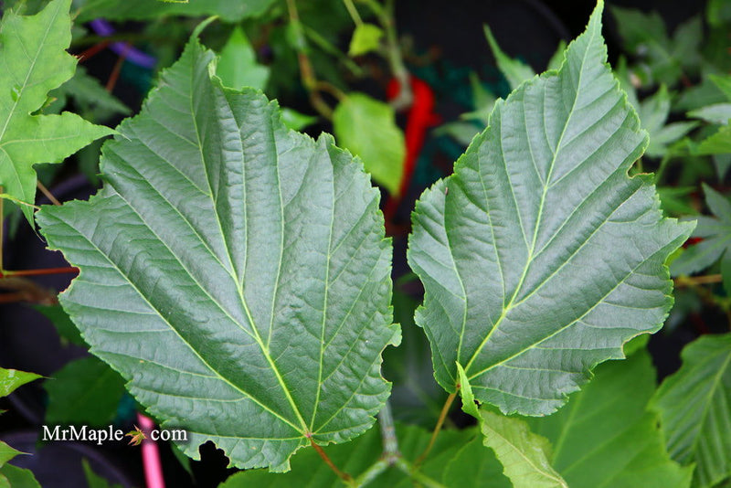 - Acer tegmentosum x 'Bump' Snakebark Japanese Maple - Mr Maple │ Buy Japanese Maple Trees