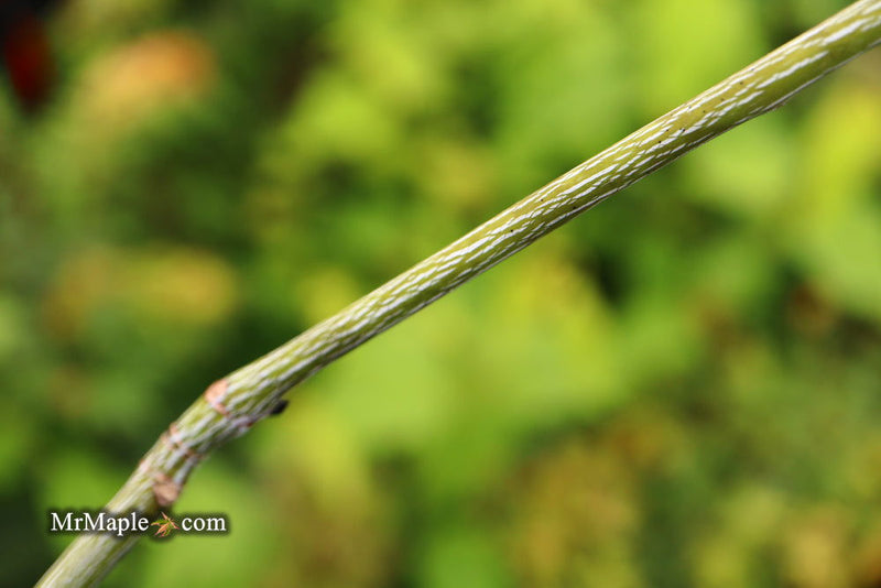 - Acer tegmentosum x 'Bump' Snakebark Japanese Maple - Mr Maple │ Buy Japanese Maple Trees