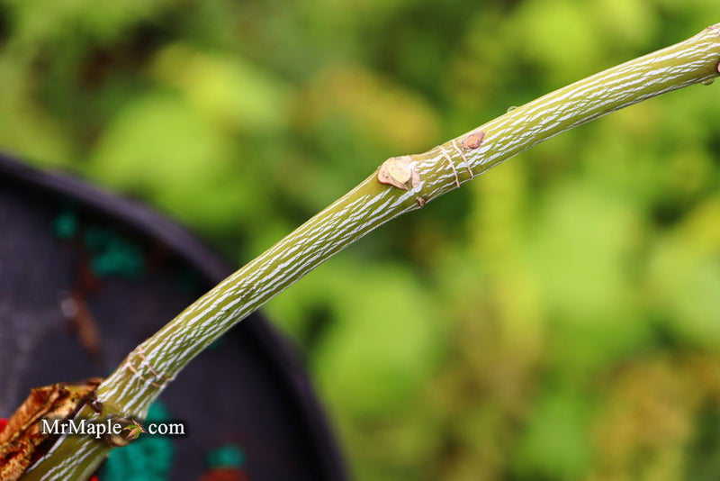 - Acer tegmentosum x 'Bump' Snakebark Japanese Maple - Mr Maple │ Buy Japanese Maple Trees