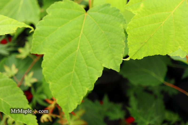 - Acer tegmentosum x 'Bump' Snakebark Japanese Maple - Mr Maple │ Buy Japanese Maple Trees