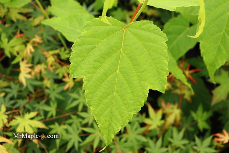 - Acer tegmentosum x 'Bump' Snakebark Japanese Maple - Mr Maple │ Buy Japanese Maple Trees