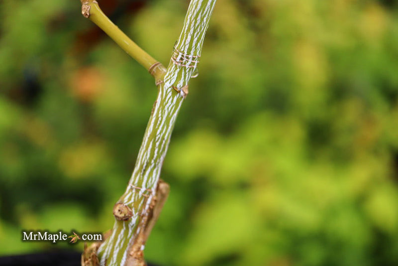 - Acer tegmentosum x 'Bump' Snakebark Japanese Maple - Mr Maple │ Buy Japanese Maple Trees