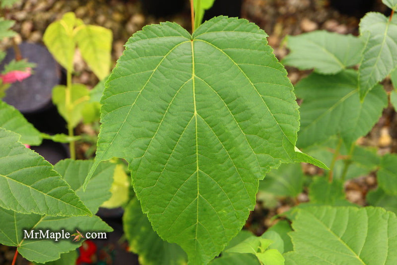 - Acer tegmentosum x 'Bump' Snakebark Japanese Maple - Mr Maple │ Buy Japanese Maple Trees