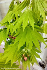 - Acer tenuifolium Full Moon Japanese Maple - Mr Maple │ Buy Japanese Maple Trees