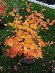 - Acer tenuifolium Full Moon Japanese Maple - Mr Maple │ Buy Japanese Maple Trees