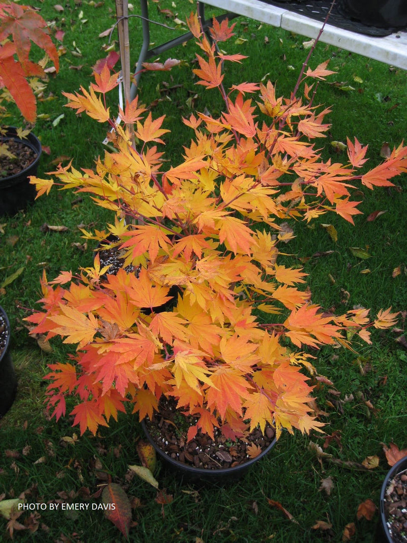 - Acer tenuifolium Full Moon Japanese Maple - Mr Maple │ Buy Japanese Maple Trees