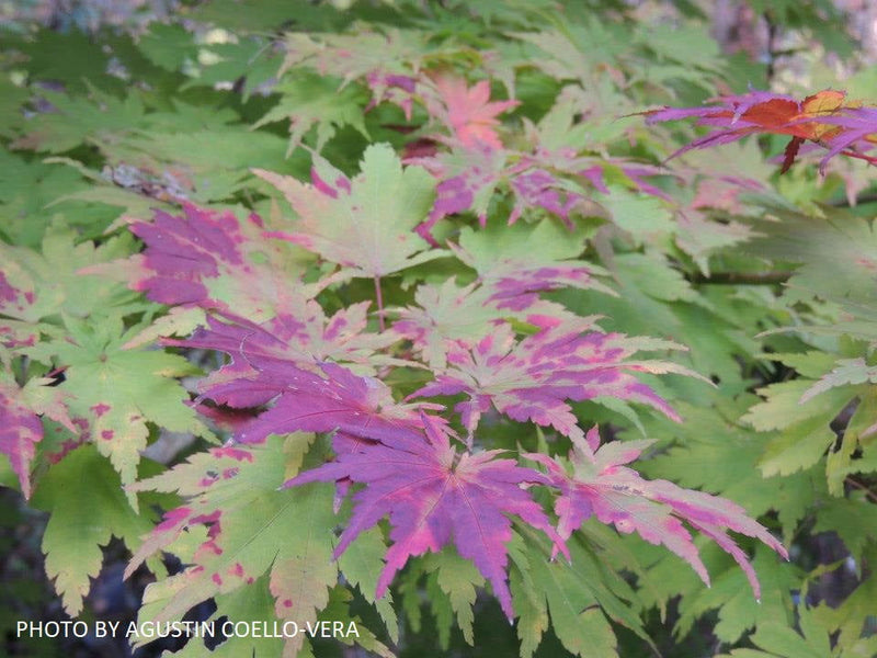 - Acer tenuifolium Full Moon Japanese Maple - Mr Maple │ Buy Japanese Maple Trees