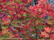 - Acer tenuifolium Full Moon Japanese Maple - Mr Maple │ Buy Japanese Maple Trees