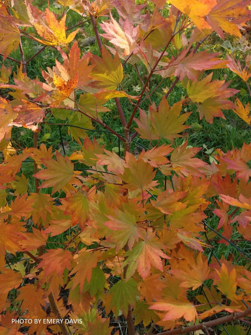 - Acer tenuifolium Full Moon Japanese Maple - Mr Maple │ Buy Japanese Maple Trees
