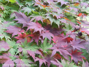 - Acer tenuifolium Full Moon Japanese Maple - Mr Maple │ Buy Japanese Maple Trees