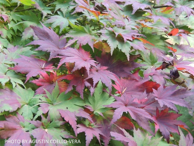 - Acer tenuifolium Full Moon Japanese Maple - Mr Maple │ Buy Japanese Maple Trees