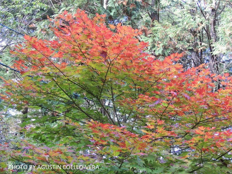 - Acer tenuifolium Full Moon Japanese Maple - Mr Maple │ Buy Japanese Maple Trees