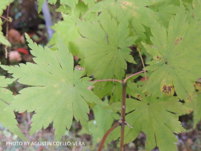 - Acer tenuifolium Full Moon Japanese Maple - Mr Maple │ Buy Japanese Maple Trees