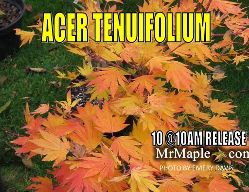 - Acer tenuifolium Full Moon Japanese Maple - Mr Maple │ Buy Japanese Maple Trees