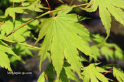 - Acer tenuifolium Full Moon Japanese Maple - Mr Maple │ Buy Japanese Maple Trees