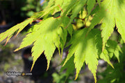 - Acer tenuifolium Full Moon Japanese Maple - Mr Maple │ Buy Japanese Maple Trees