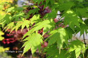 - Acer tenuifolium Full Moon Japanese Maple - Mr Maple │ Buy Japanese Maple Trees