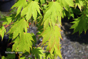 - Acer tenuifolium Full Moon Japanese Maple - Mr Maple │ Buy Japanese Maple Trees