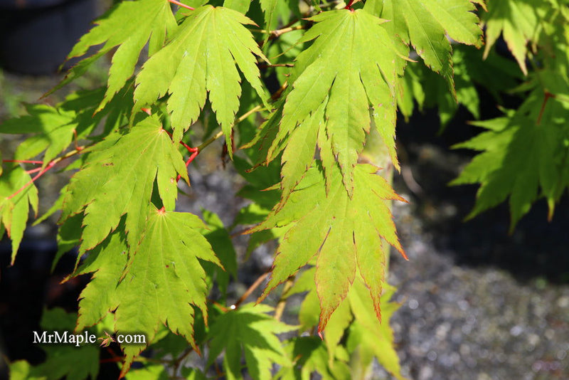 - Acer tenuifolium Full Moon Japanese Maple - Mr Maple │ Buy Japanese Maple Trees