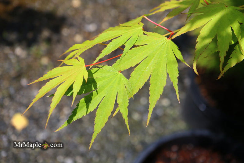 - Acer tenuifolium Full Moon Japanese Maple - Mr Maple │ Buy Japanese Maple Trees