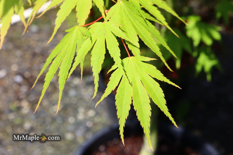 - Acer tenuifolium Full Moon Japanese Maple - Mr Maple │ Buy Japanese Maple Trees