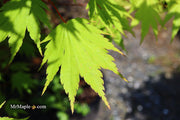 - Acer tenuifolium Full Moon Japanese Maple - Mr Maple │ Buy Japanese Maple Trees