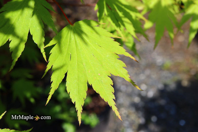 - Acer tenuifolium Full Moon Japanese Maple - Mr Maple │ Buy Japanese Maple Trees