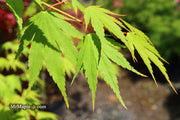 - Acer tenuifolium Full Moon Japanese Maple - Mr Maple │ Buy Japanese Maple Trees