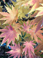 - Acer tenuifolium 'Keikan zan' Full Moon Japanese Maple - Mr Maple │ Buy Japanese Maple Trees