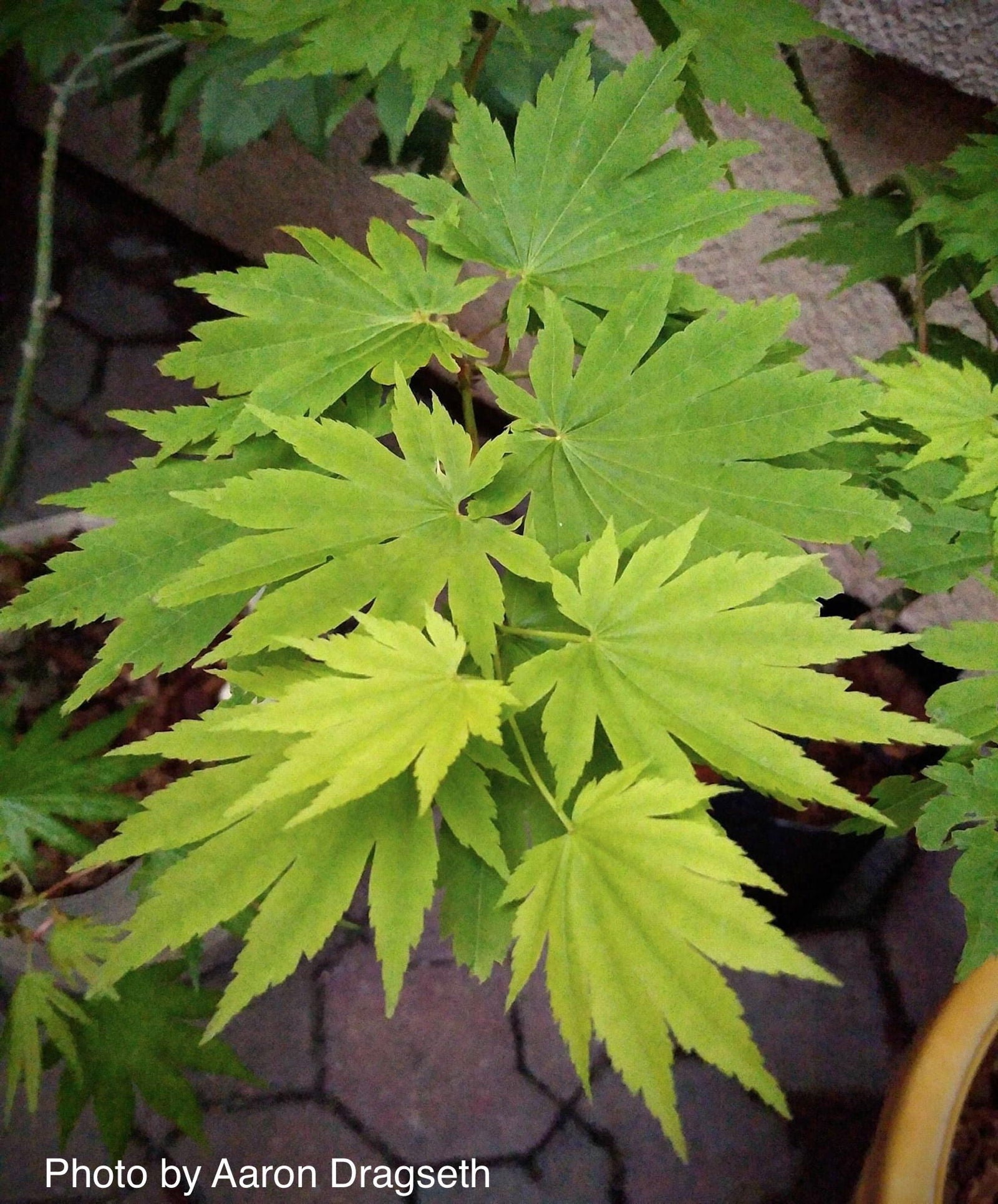 Buy Acer tenuifolium 'Keikan zan' Full Moon Japanese Maple — Mr