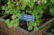- Acer tenuifolium 'Keikan zan' Full Moon Japanese Maple - Mr Maple │ Buy Japanese Maple Trees