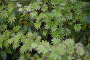 - Acer tenuifolium 'Keikan zan' Full Moon Japanese Maple - Mr Maple │ Buy Japanese Maple Trees