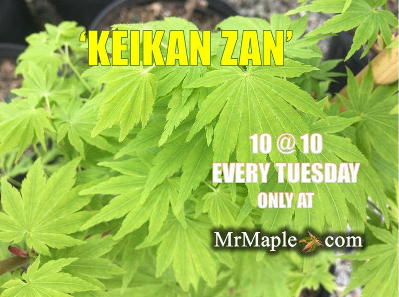 - Acer tenuifolium 'Keikan zan' Full Moon Japanese Maple - Mr Maple │ Buy Japanese Maple Trees