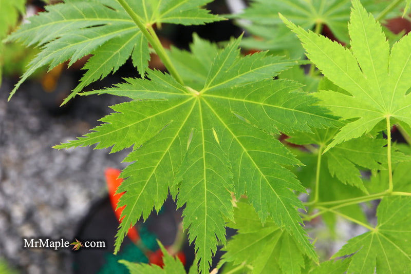 - Acer tenuifolium 'Keikan zan' Full Moon Japanese Maple - Mr Maple │ Buy Japanese Maple Trees