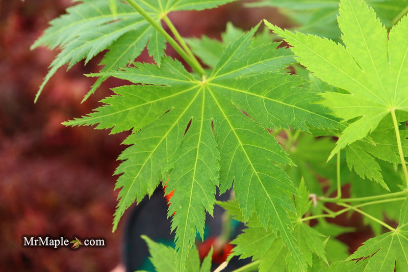 - Acer tenuifolium 'Keikan zan' Full Moon Japanese Maple - Mr Maple │ Buy Japanese Maple Trees
