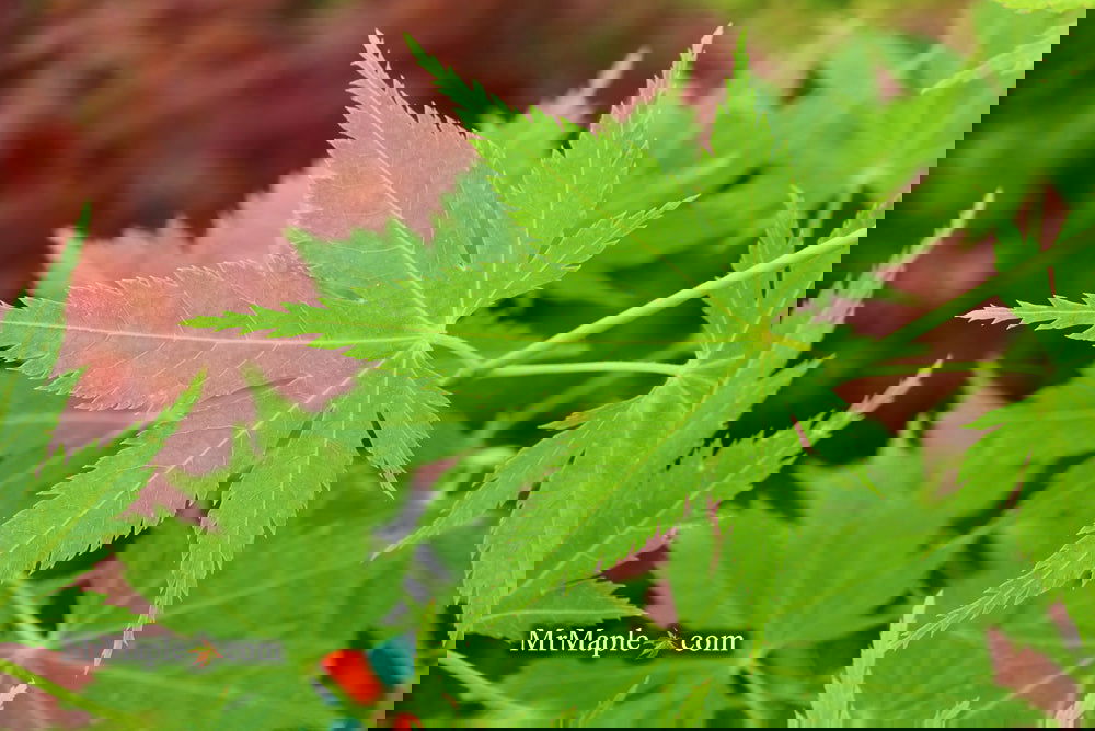 Buy Acer tenuifolium 'Keikan zan' Full Moon Japanese Maple