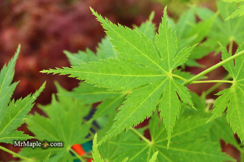 - Acer tenuifolium 'Keikan zan' Full Moon Japanese Maple - Mr Maple │ Buy Japanese Maple Trees