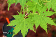 - Acer tenuifolium 'Keikan zan' Full Moon Japanese Maple - Mr Maple │ Buy Japanese Maple Trees