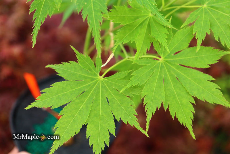 - Acer tenuifolium 'Keikan zan' Full Moon Japanese Maple - Mr Maple │ Buy Japanese Maple Trees