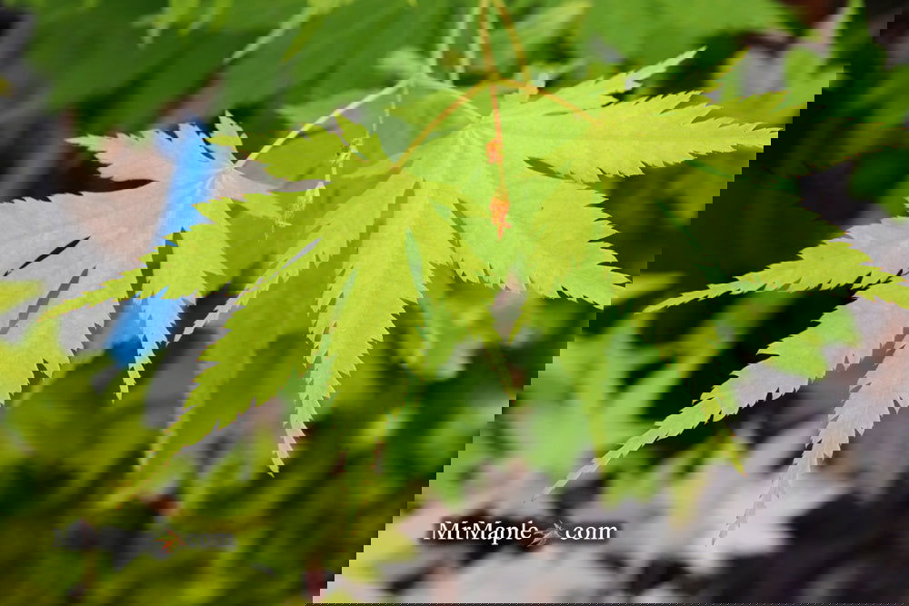 Buy Acer tenuifolium 'Keikan zan' Full Moon Japanese Maple