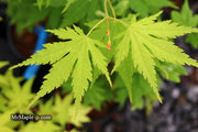 - Acer tenuifolium 'Keikan zan' Full Moon Japanese Maple - Mr Maple │ Buy Japanese Maple Trees